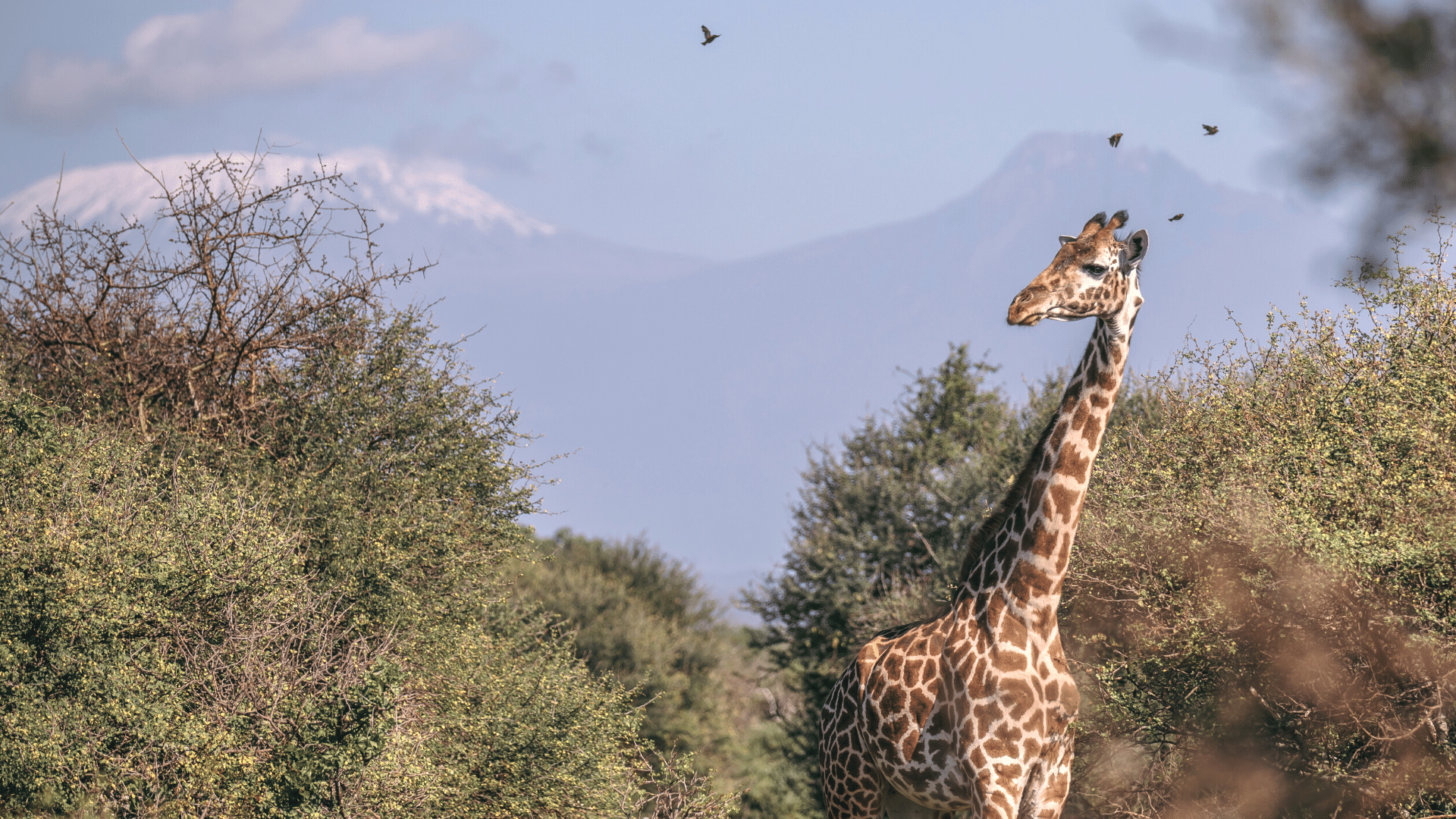 An Adult Giraffe, roaming around in Tsavo West National Park