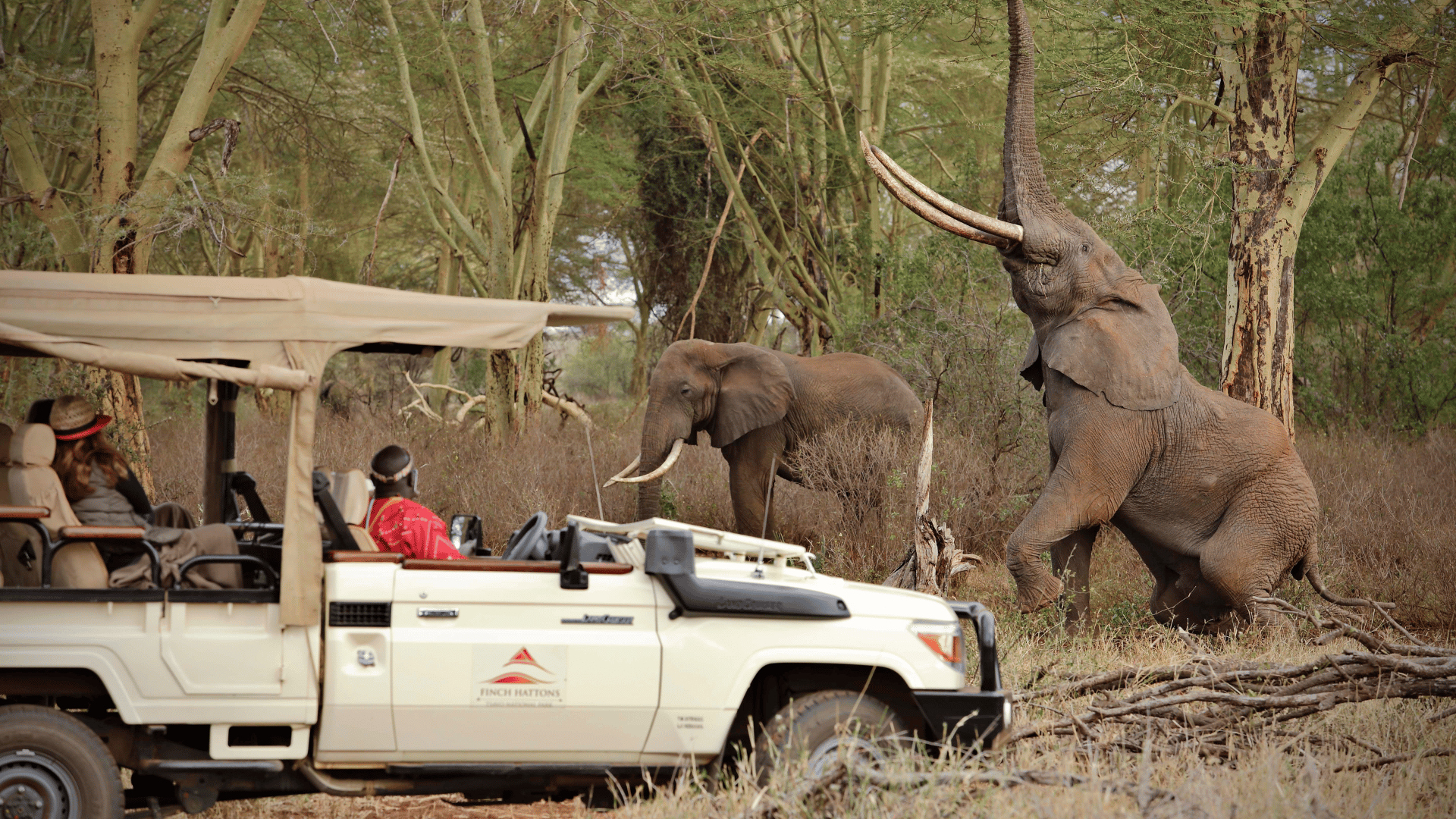 Adventurers on a game drive on an African Safari