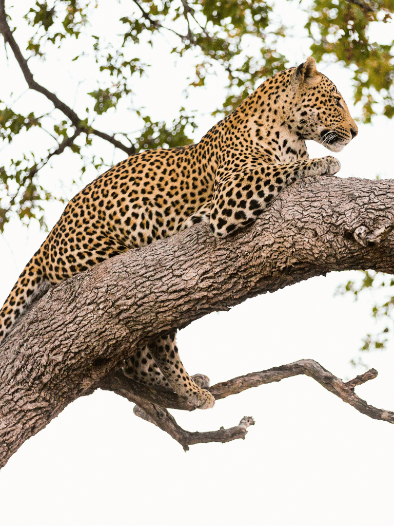 Finch Hattons Leopard on a Tree