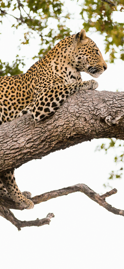 Finch Hattons Leopard on a Tree
