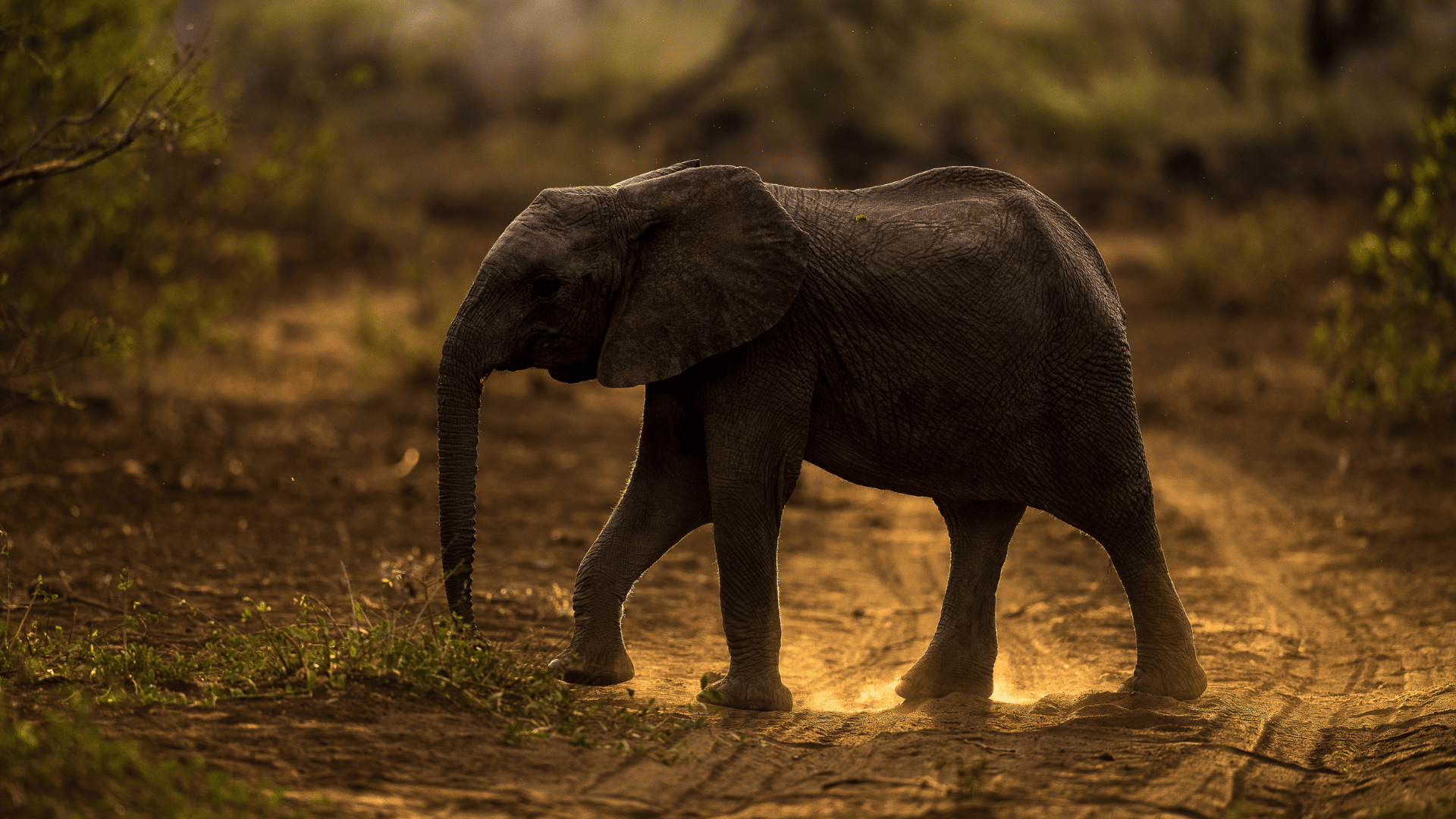 The Magnificent Elephants Of Tsavo